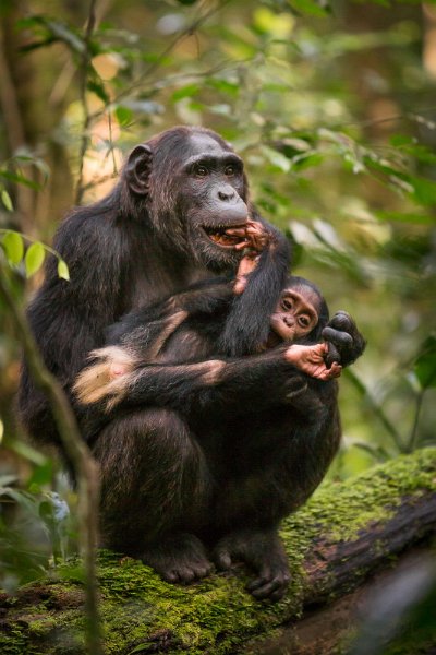 10 Oeganda, Kibale Forest, chimpansee.jpg